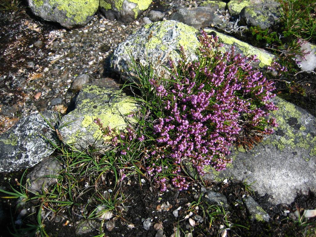 Norefjell - Storhytte Med Jacuzzi Og Fantastisk Beliggenhet Noresund 외부 사진